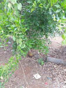Image of 1540 Sq.ft Residential Plot / Land for sale in Bedarahalli, Bengaluru for Rs. 13600000