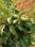 Aroma Sandalo Managed Farmland Plot View 2