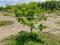 Melmaruvathur Main Image 1