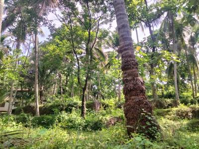 Image of 13068 Sq.ft Residential Plot / Land for sale in Perambra, Kozhikode for Rs. 3000000