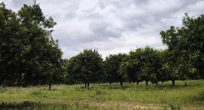 Agricultural Land