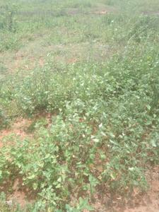 Image of 2400 Sq.ft Residential Plot / Land for sale in Somarasempettai, Tiruchirappalli for Rs. 2300000