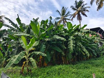 Thrippunithura Plot View 1