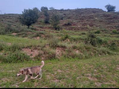 Shiv Shakti property  Plot View 2