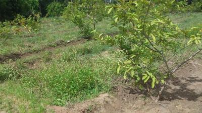 Image of 1090 Sq.ft Residential Plot / Land for sale in Karumandapam, Tiruchirappalli for Rs. 3100000