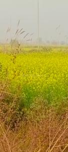 Yeida Plot View 2