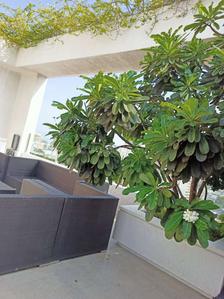 Balcony Image of 1000 Sq.ft 2 BHK Apartment / Flat for sale in Rustomjee Yazarina, Dadar East Mumbai for Rs. 44100000