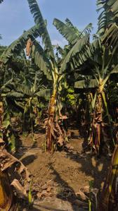 Image of 10000 Sq.ft 2 BHK Farm House for sale in Kapasda, Durg for Rs. 6510000