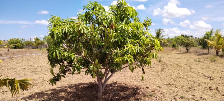 New Vellanur Main Image 1