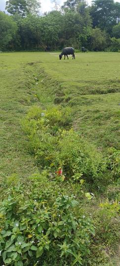 Rajarhat Chowmatha Main Image 1