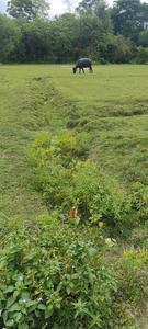 Rajarhat Chowmatha Plot View 1