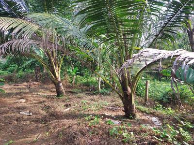 Image of 8712 Sq.ft Residential Plot / Land for sale in Shenoys, Kochi for Rs. 4612500