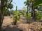 Chaul Main Image 1