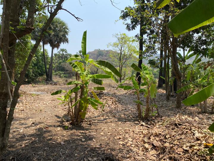 Chaul Main Image 1