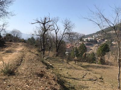 Image of 10800 Sq.ft Residential Plot / Land for sale in Pandeykhola, Almora for Rs. 1000000