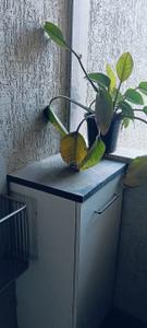 Kitchen Image of 668 Sq.ft 2 BHK Apartment / Flat for rent in Orchid Blues, Shela Ahmedabad for Rs. 24000