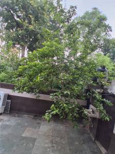 Balcony Image of 1200 Sq.ft 1 BHK Builder Floor for rent in Sector 11 Faridabad for Rs. 15000