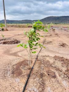 Image of 532 Sq.ft Residential Plot / Land for sale in Vinukonda, Palnadu for Rs. 700000