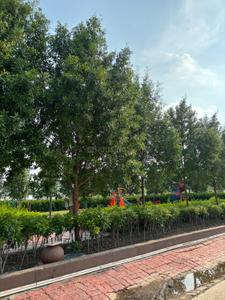 Pumarth Bliss I Plot View 2
