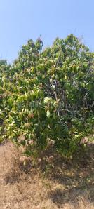 Image of 5989 Sq.ft Residential Plot / Land for sale in Ramanagara, Bengaluru for Rs. 7181431