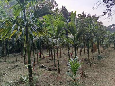 Image of 100000 Sq.ft Residential Plot / Land for sale in Koppa, Chikkamagaluru for Rs. 65000000