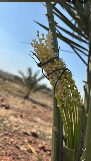 Swaraj Homes Hyderabad Estate Main Image 1