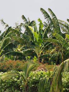 Image of 15000 Sq.ft Residential Plot / Land for sale in Tatibandh, Raipur for Rs. 9765000