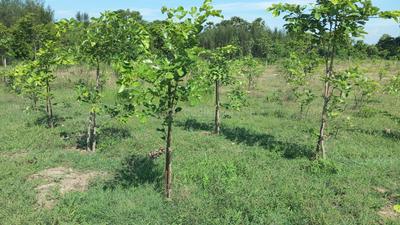 Kothavalasa Plot View 2