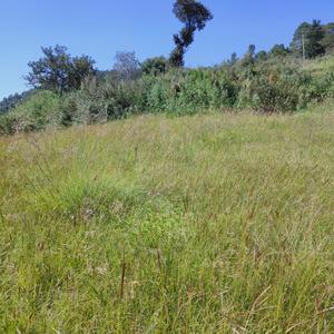 Kandaghat Plot View 2
