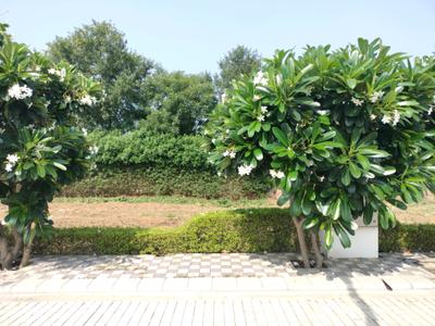 Image of 1080 Sq.ft Residential Plot / Land for sale in Mansha Oaks, Sector 98, Faridabad for Rs. 16000000