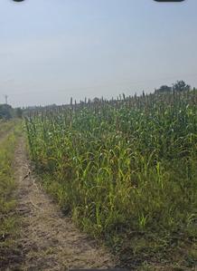 Image of 43750 Sq.ft Residential Plot / Land for sale in Wagholi, Pune for Rs. 4500000