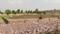 Bangrasia Plot View 1