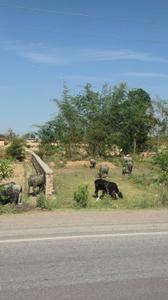 Residential Plot