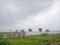 Naubasta Plot View 2