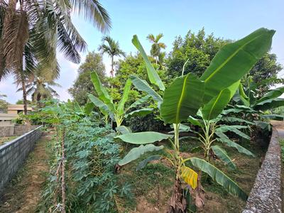 Image of 3262 Sq.ft Residential Plot / Land for sale in Alangad, Kochi for Rs. 3150000
