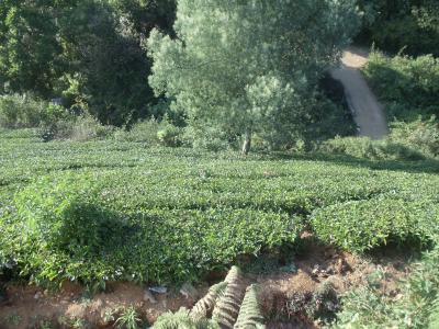 Image of 17440 Sq.ft Residential Plot / Land for sale in Coonoor, Nilgiris for Rs. 32000000