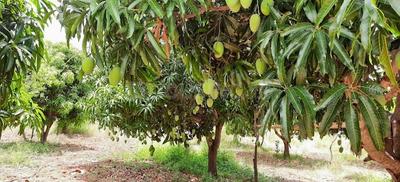 Image of 6006 Sq.ft Residential Plot / Land for sale in Pavagada, Tumkur for Rs. 2300000
