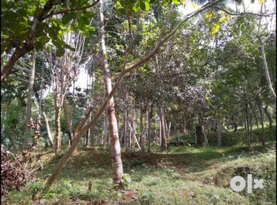 Image of 13068 Sq.ft Residential Plot / Land for sale in Vakayad, Kozhikode for Rs. 100000