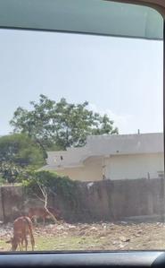 Image of 1200 Sq.ft Residential Plot / Land for sale in Sindhya Nagar, Durg for Rs. 3000000