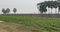 Sonepur Plot View 2