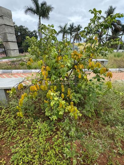 Ramohalli Main Image 1