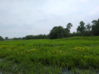 Residential Plot