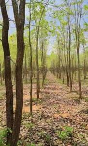 Image of 200 Sq.ft Residential Plot / Land for sale in Charan Sandal Gardens, Ravikamatham, Visakhapatnam for Rs. 700000