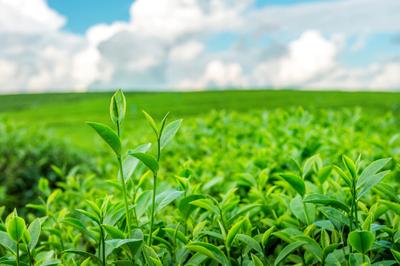 Agricultural Land