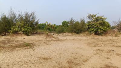 Image of 93108 Sq.ft 4 BHK Farm House for sale in Morjim, Goa for Rs. 1100000000