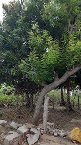 Residential Plot