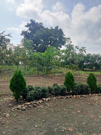 Degma farm Main Image 1