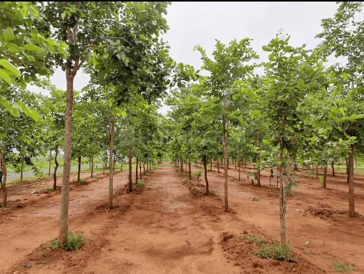 1210 Sqft Agricultural Land for Sale in Gorantla, Guntur Property ID