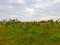 Ramchand City More Images 2
