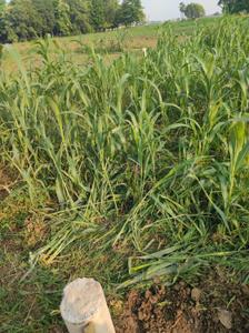 Image of 680 Sq.ft Residential Plot / Land for sale in Beur, Patna for Rs. 2000000